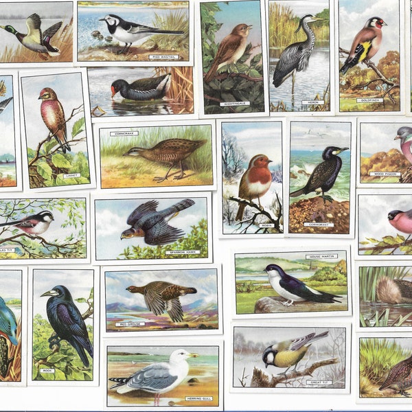 48 Vintage Cigarette Cards - British Birds. 1923. Full Set. Gallaher Tobacco cards Trade cards. Ornithology Birdwatcher Gift Cute Ephemera