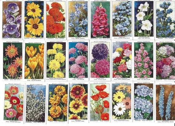 50 Vintage Cigarette Cards - Garden Flowers. 1939. Full Set. Wills Tobacco  Cards Trade Cards. Gift Floral Gardening Pretty Cute Plant Bujo