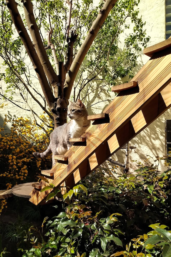 Escaleras para gatos EXTERIORES, DOUGLAS FIR -  México