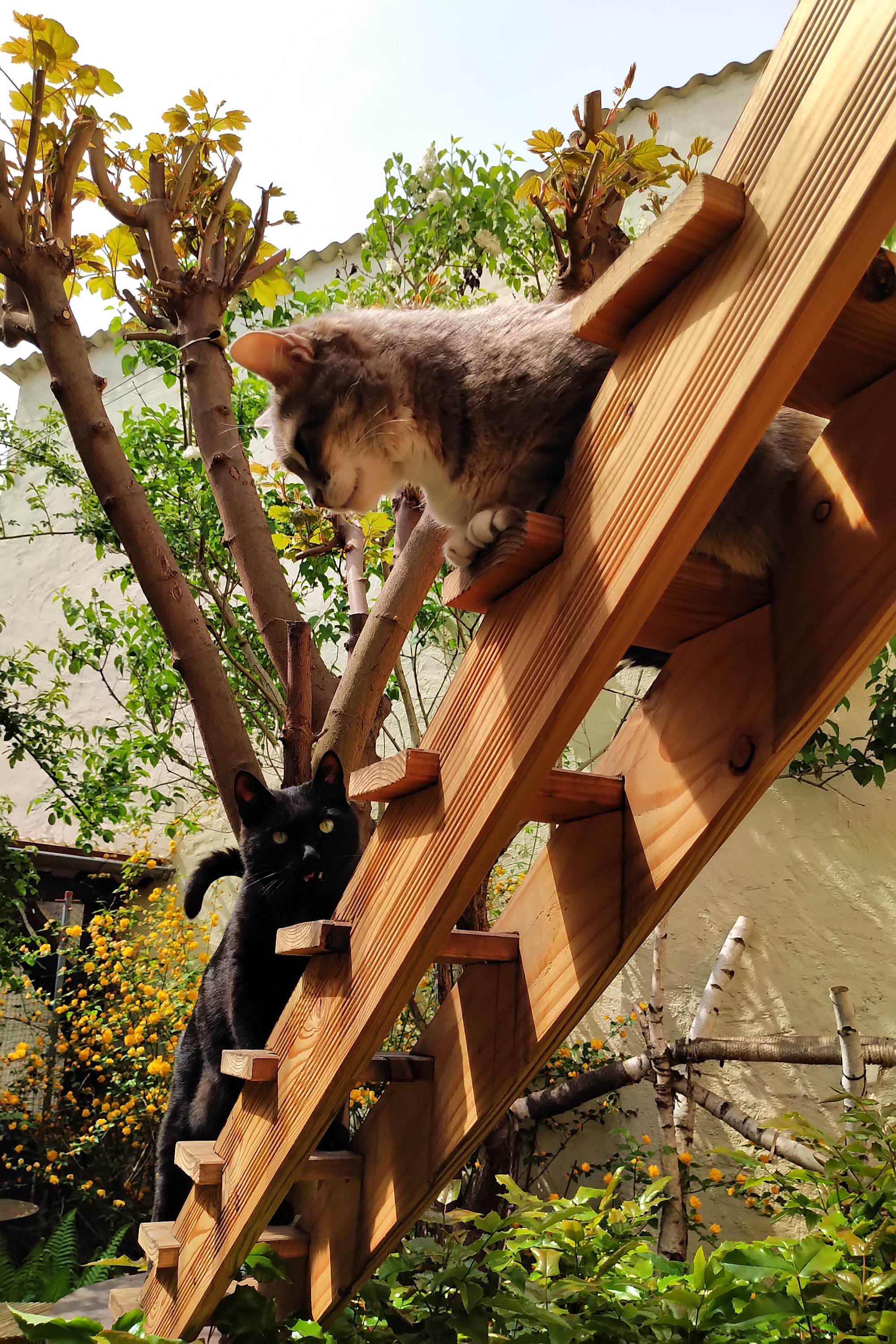 Escaleras para gatos EXTERIORES, DOUGLAS FIR -  México