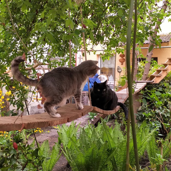 OUTDOOR Katzen-Hängebrücke für den Garten, DOUGLASIE