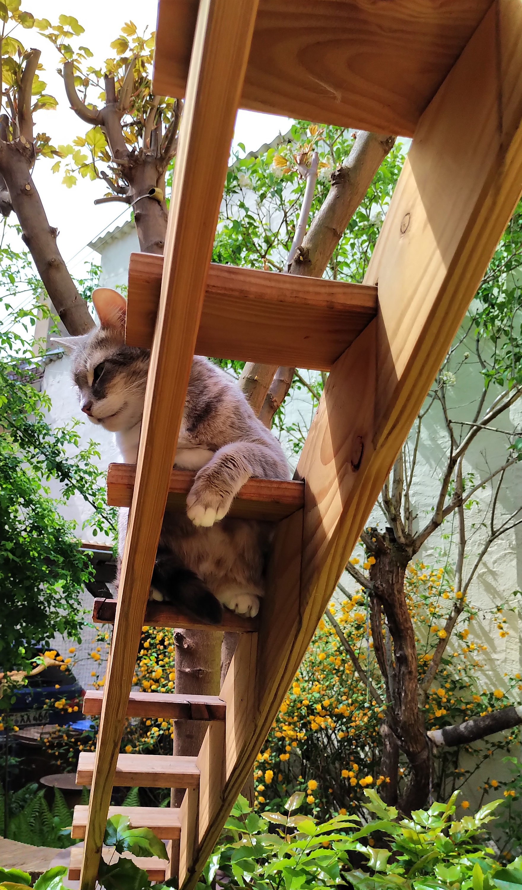 Escaleras para gatos EXTERIORES, DOUGLAS FIR -  España