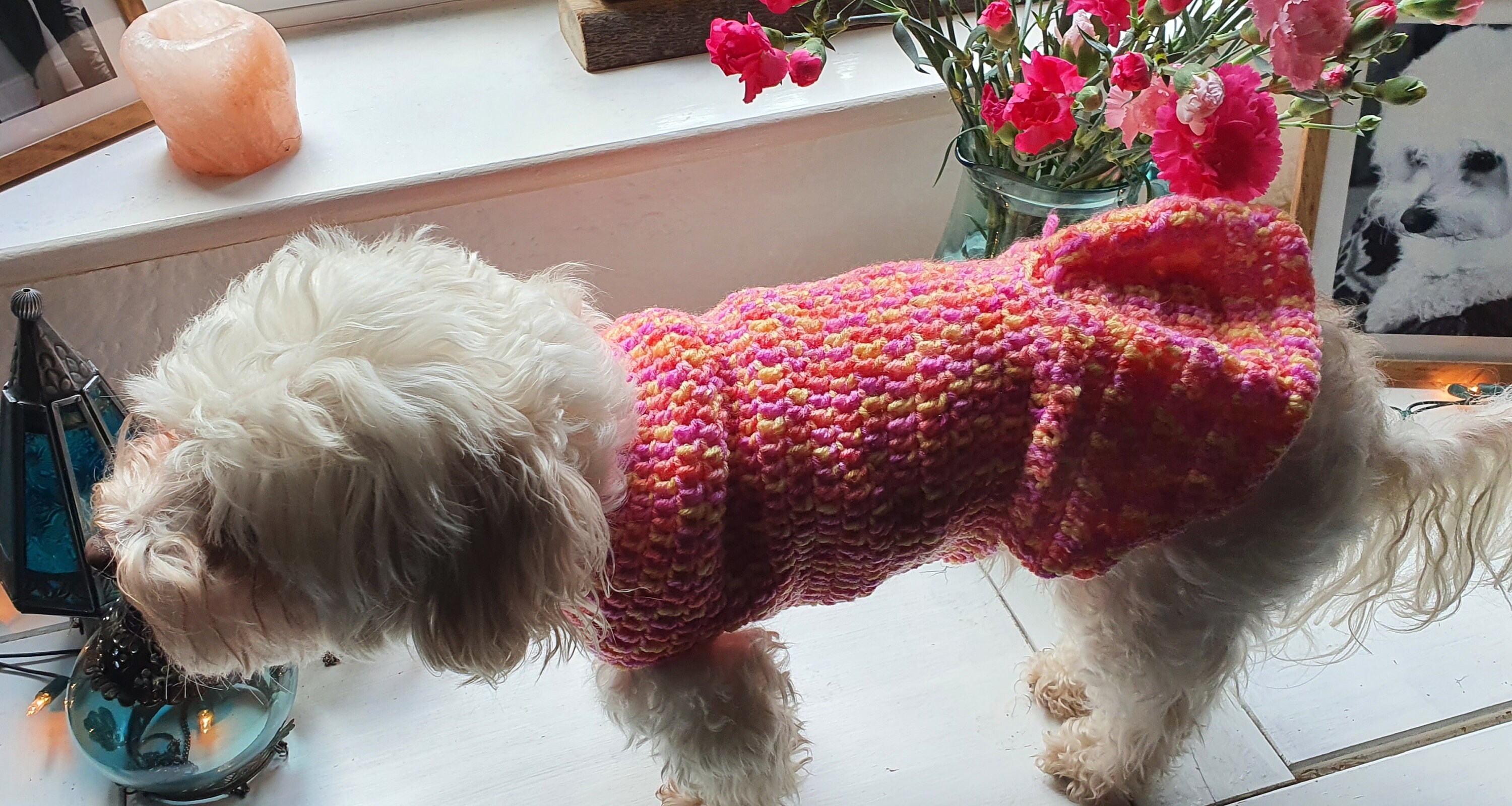 Springtime Crochet Dog Sweater Pattern Easy Dog Jumper Etsy