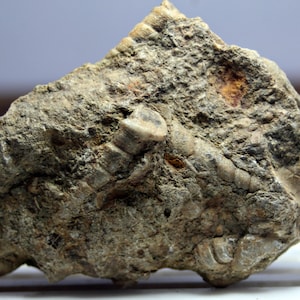 Crinoidea Fossil Crinoide Ammoniti Fossil Well Nature Preserved Raro Crinoide Fossil trovato a Shangla Swat Pakistan per Collezionisti