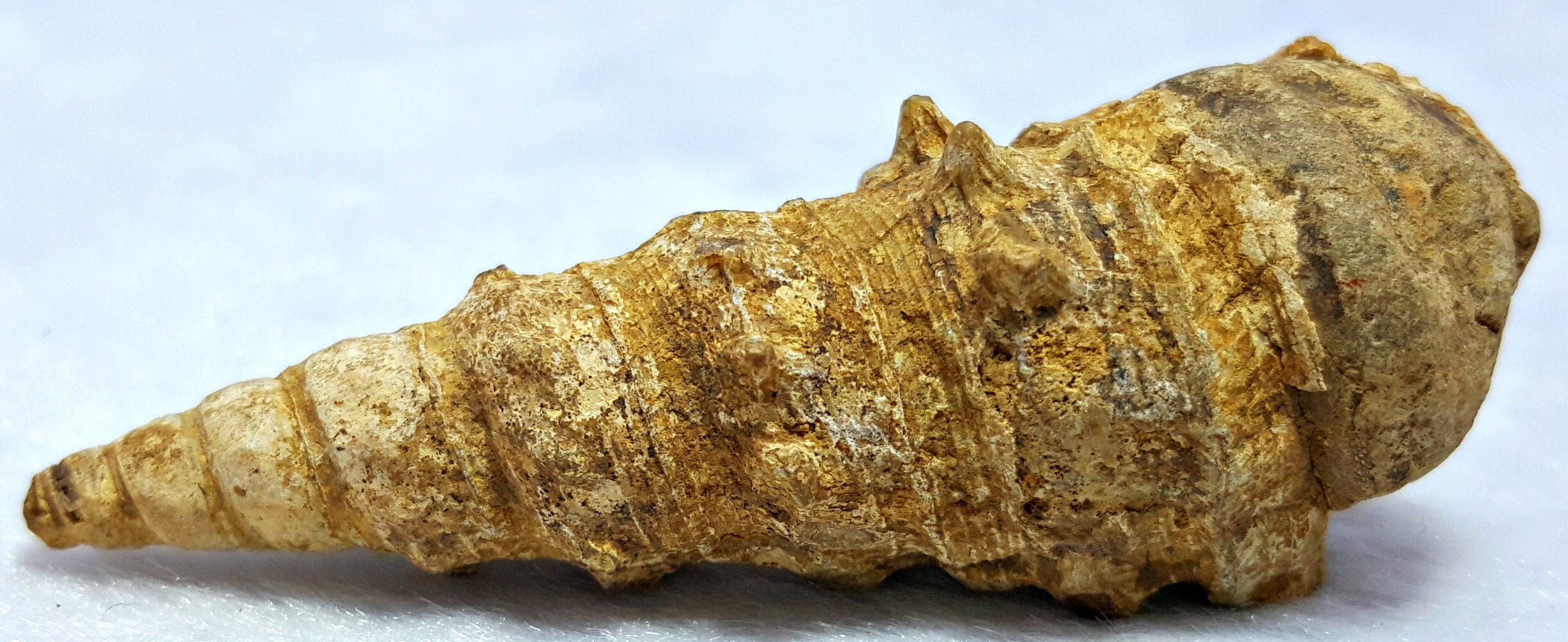 World's Rarest Sea Shell Rare Sea Shell Fossil, Unusual Shape, Collector's Specimen - Etsy