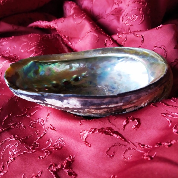 Antique Mother of Pearl *NACRE* Pearl Shell Iridescent Unpolished Strong Conch Decorative Organic Decor Natural Carapace Biological Ornament