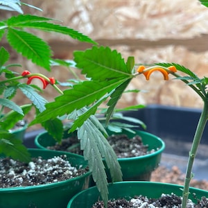 Könnte beinhalten: Nahaufnahme von Cannabispflanzen in grünen Töpfen, mit orangefarbenen und roten Pflanzen-Trainingsclips, die an den Stängeln und Blättern befestigt sind. Die Pflanzen befinden sich in einer Wachstumsumgebung mit Holzgrund.