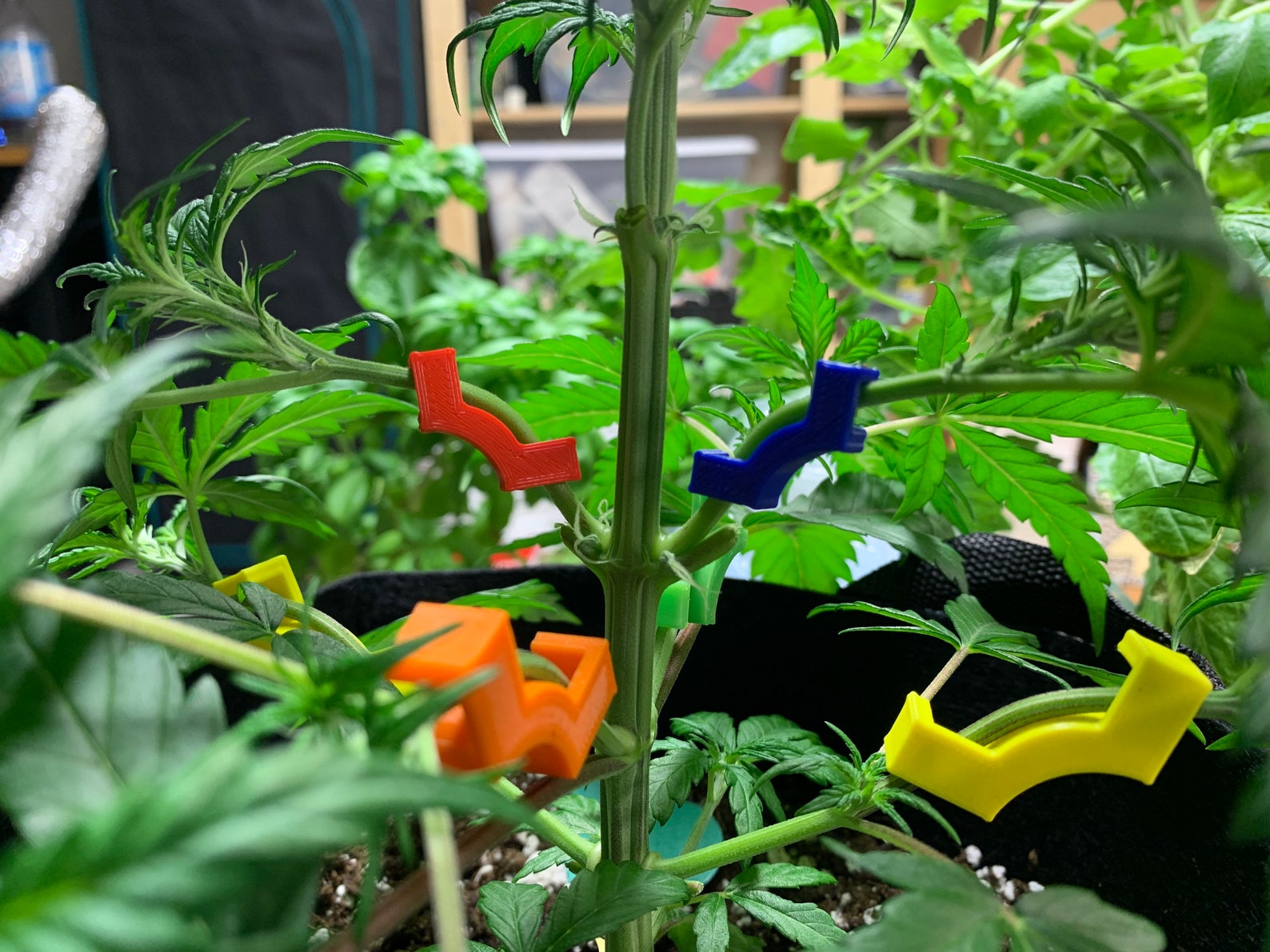 LST Clips for Cannabis Plant Training Clips 50 Clips per Etsy