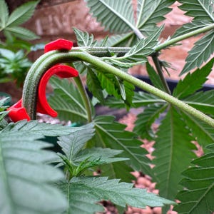 Improved LST Plant Training Clips