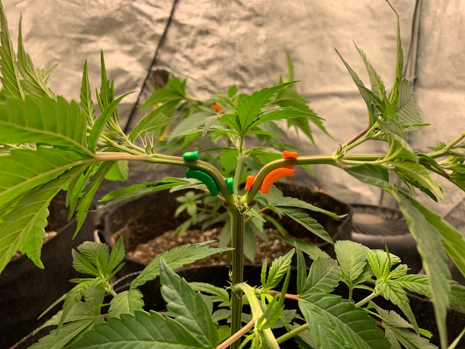 50x Reusable LST Clips for Cannabis Clips Plant Training 50 Etsy