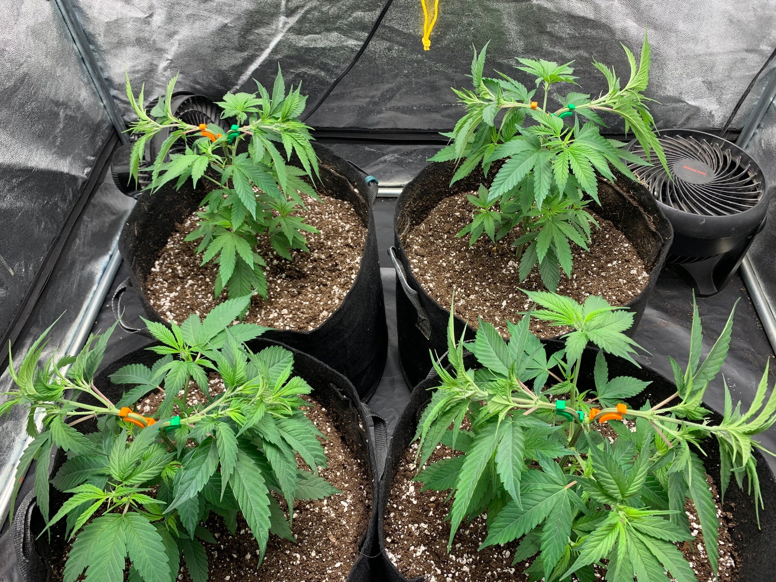 50x Reusable LST Clips For Cannabis Clips Plant Training 50 Etsy 50x-reusable-lst-clips-for-cannabis-clips-plant-training-50-etsy