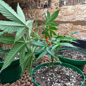Könnte beinhalten: Nahaufnahme von Cannabispflanzen in grünen Töpfen. Die Pflanzen haben große, grüne Blätter mit sichtbaren Adern. Die Töpfe sind mit Erde und kleinen weißen Steinen gefüllt. Der Hintergrund ist eine Holzoberfläche.