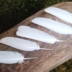 White Dove Feathers 5 pcs | Cruelty Free Natural Molt Feathers