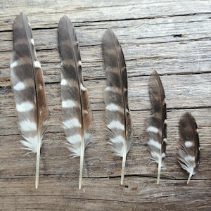 May include: Six brown and white striped feathers arranged in descending order of size next to a single wooden matchstick. The feathers feature distinct dark brown bands alternating with lighter white and tan sections, tapering to a point at the tips.