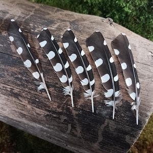 Woodpecker Feathers | Dendrocopos major | Ethical Bird Feathers | Dotted Spotted Feathers | Feathers for crafts | Dreamcatchers | DIY