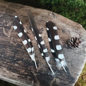 Woodpecker Feathers Set of 3 | Dendrocopos major | Ethical Bird Feathers | Dotted Spotted Feathers | Feathers for Dreamcatchers Crafts