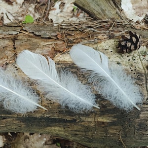 White Goose Feathers 3 pcs | Natural Molt Feathers