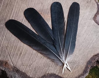 Black Crow Tail Feathers Set: Ethically Sourced Natural Molt
