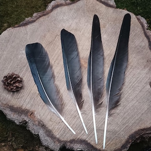 Black Crow Wing Feathers: Cruelty-Free Corvus Cornix, Set of 4
