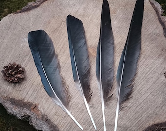 Black Crow Wing Feathers: Cruelty-Free Corvus Cornix, Set of 4