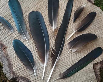 Black Feather Collection of 10 Feathers | Molt Ethical Humane