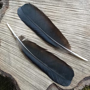 May include: Two elongated, solid black feathers with smooth, tapered edges and a central, rigid quill. The feathers are positioned diagonally, displaying a uniform dark coloration and a clean, symmetrical structure from tip to base.