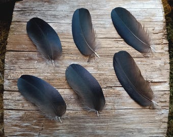 Jackdaw Feathers Set: Iridescent Black Corvid Craft Supply