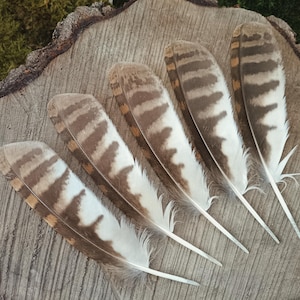Tawny Owl Wing Feathers | One Feather | Strix aluco | Cruelty Free Bird Feathers