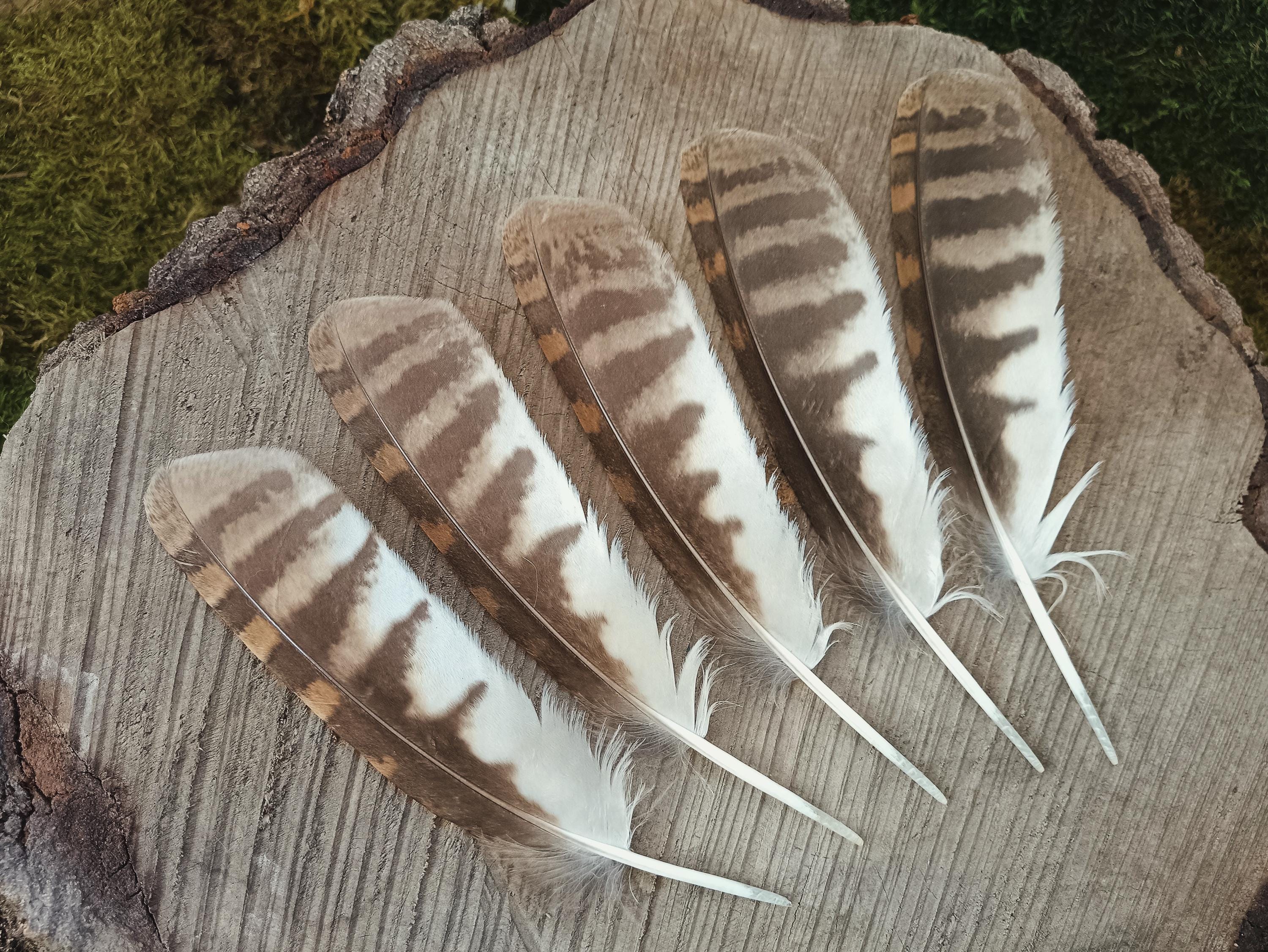 Tawny Owl Wing Feathers | One Feather | Strix aluco | Cruelty Free Bird Feathers