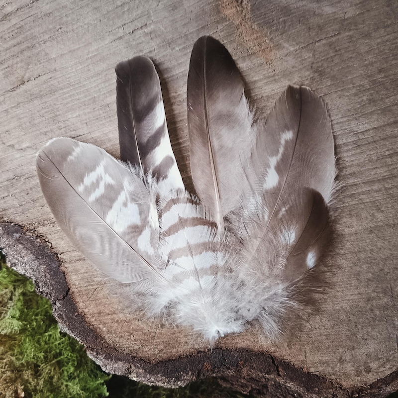 Bulk Hawk Feathers - Etsy