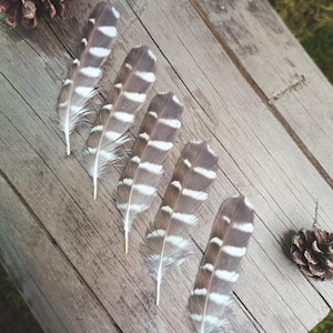 Rare Pygmy Owl Tail Feather: Ethical Brown Striped Feather