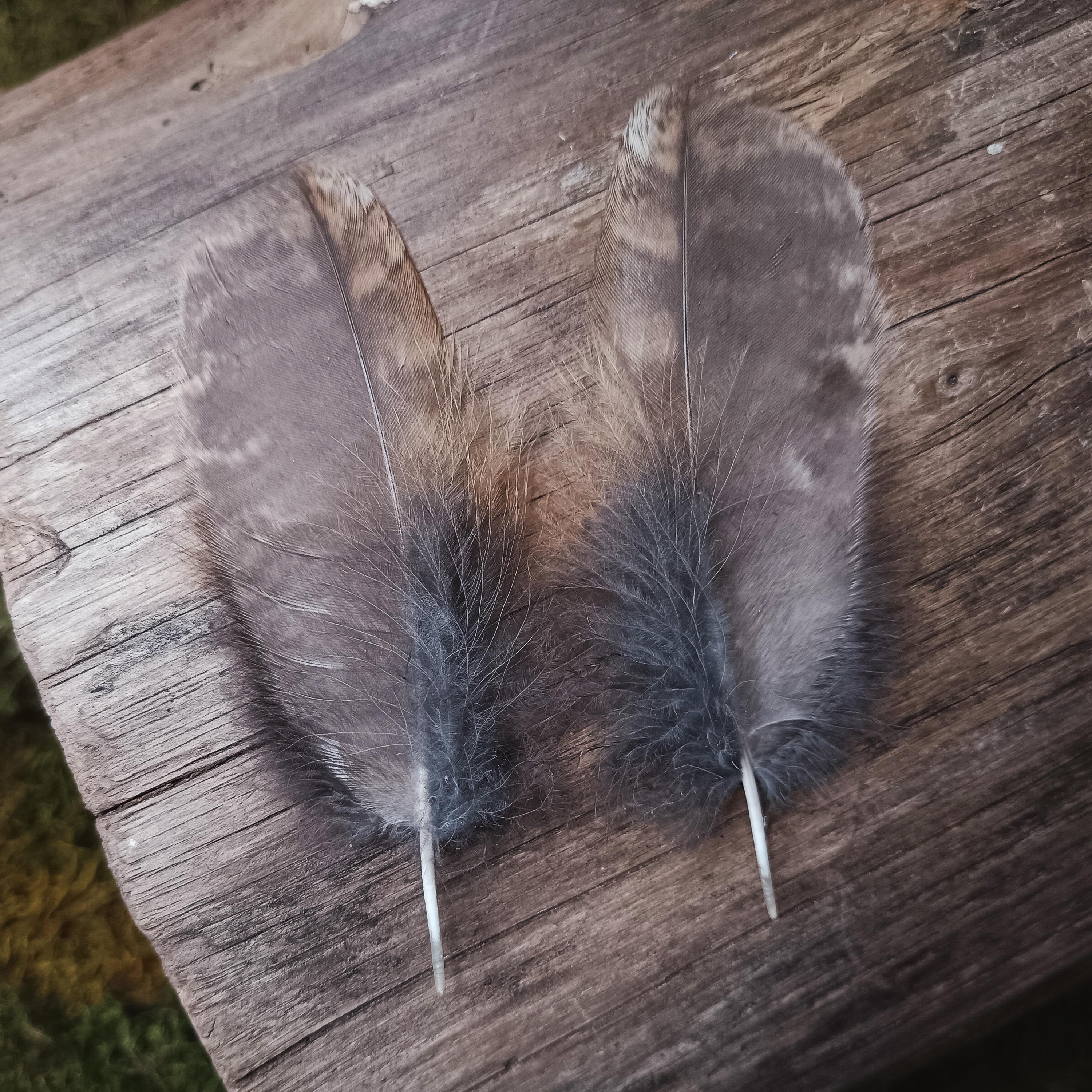 Small Tawny Owl Feathers Set of 2 | Cruelty Free Molt