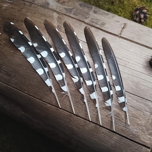 Woodpecker Wing Feathers | Dendrocopos major | Ethical Bird Feathers | Dotted Spotted Feathers | Dreamcatchers | DIY Feathers | Smudge Fan