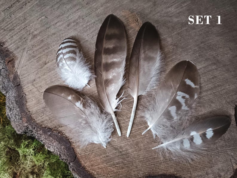 Small Raptor Feather Small Hawk Feathers Set of 6 | Cruelty Free Bird Feathers - Etsy
