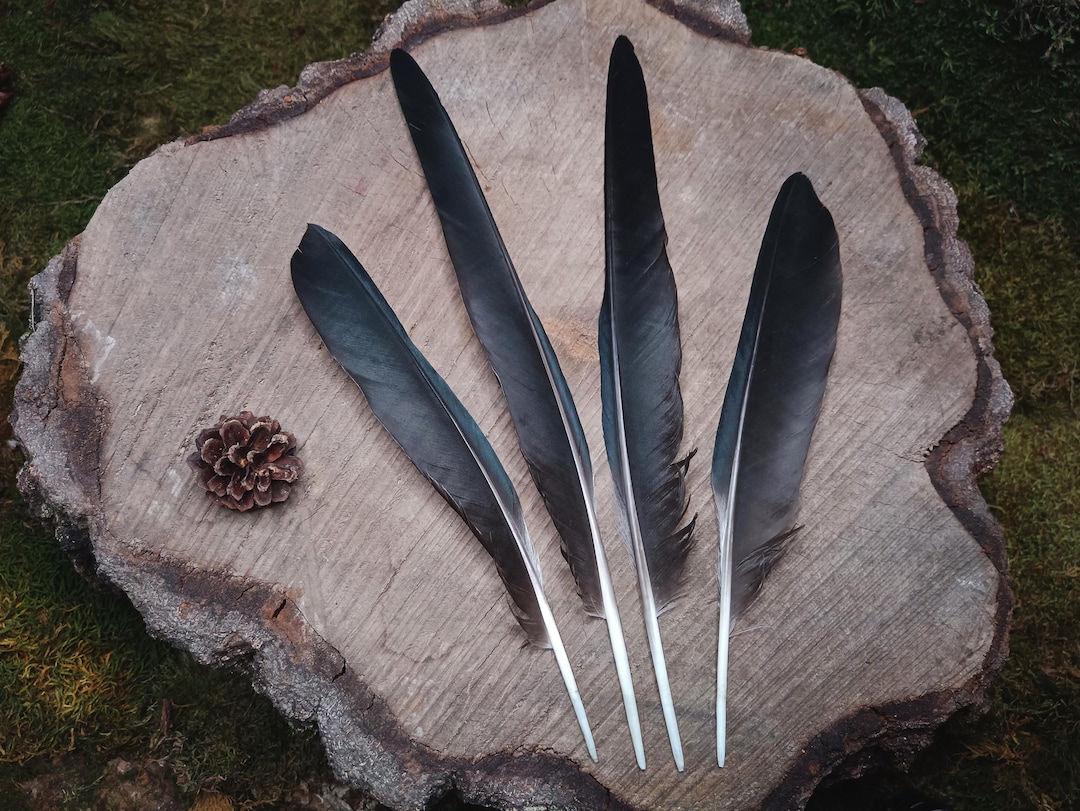 Plumes d'ailes de corbeau noires : Corvus Cornix anti-cruauté, lot de 4 ...