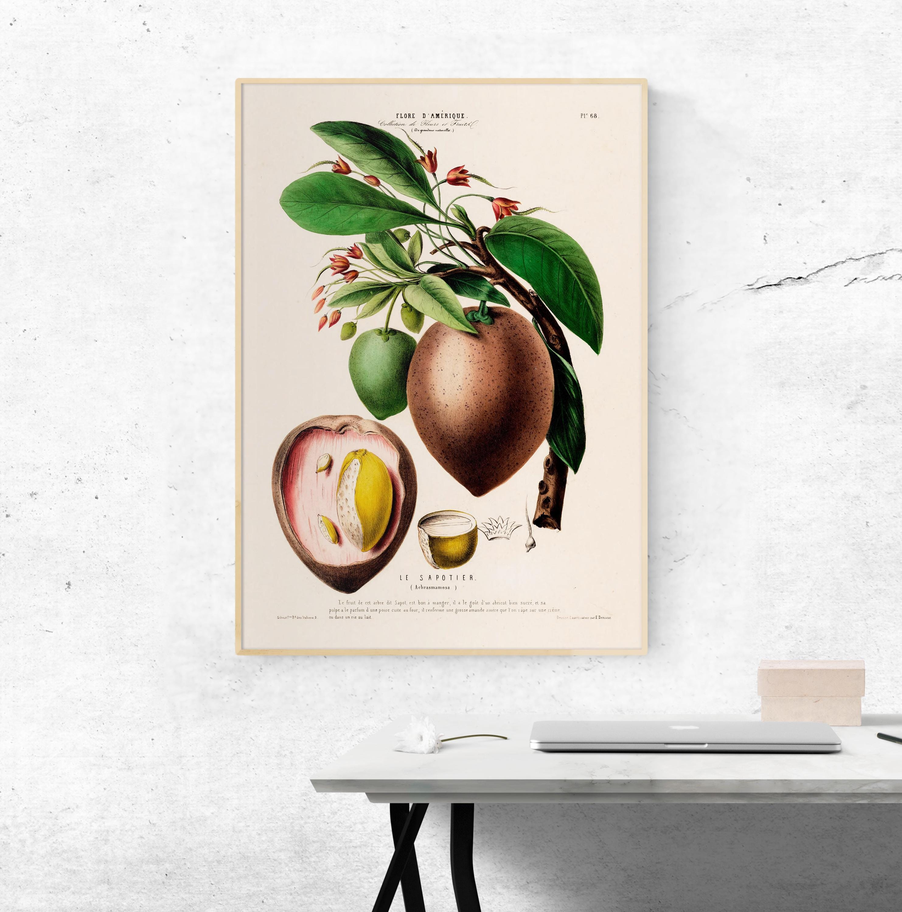 Mamey Sapote Botanical Print – Vintage Tropical Fruit Wall Art