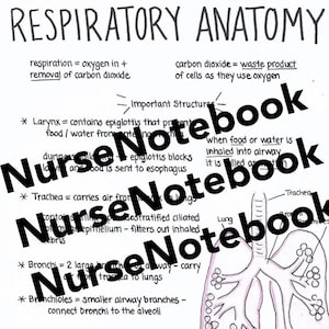 Anatomie respiratoire, poumons, téléchargement PDF pour soins infirmiers, pré-soins infirmiers, anatomie et physiologie, éducation, étudiant en soins infirmiers, infirmière praticienne