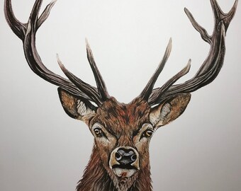 game birds farm animals wildlife animals print from my original pastel painting Red Deer Stag deer woodland British wildlife