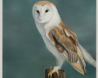 Barn owl art print
