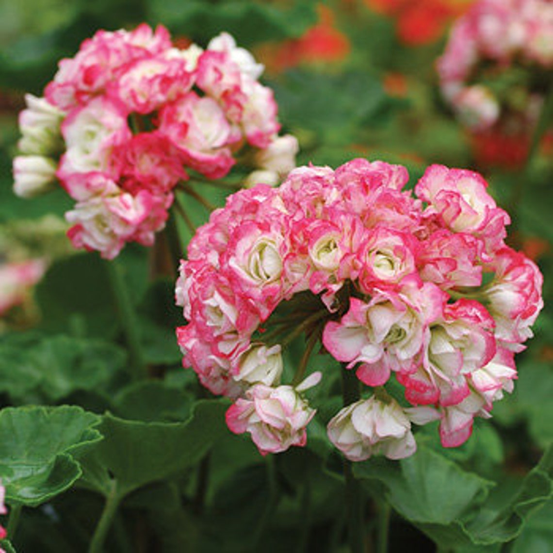 Apple Blossom Rosebud Geranium 5 Seeds Etsy