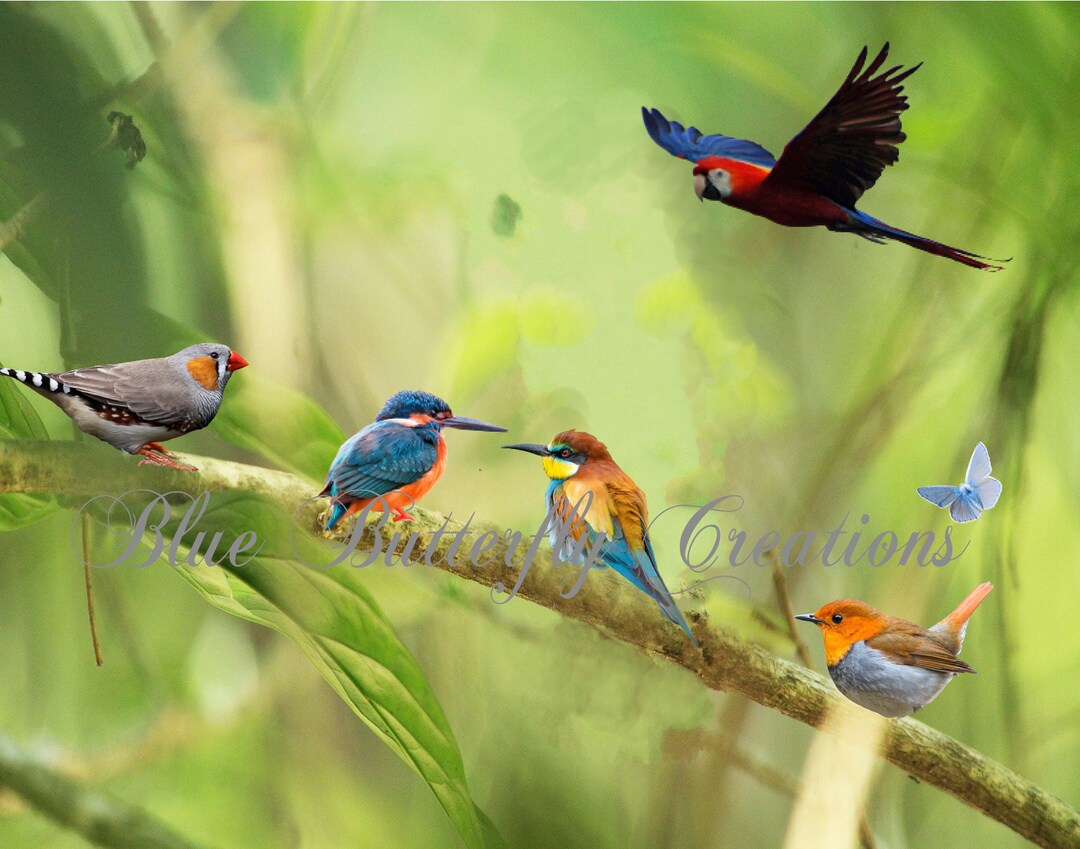 Bird Pattern Overlay Spring Bird Overlays, Tropical Bird Overlays, Assorted Bird Overlays ...