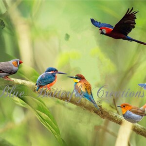 Sobreposições de pássaros de primavera, sobreposições de pássaros tropicais, sobreposições de pássaros variados, sobreposições de pássaros coloridos, sobreposição de pássaros de verão, clipart digital de pássaros