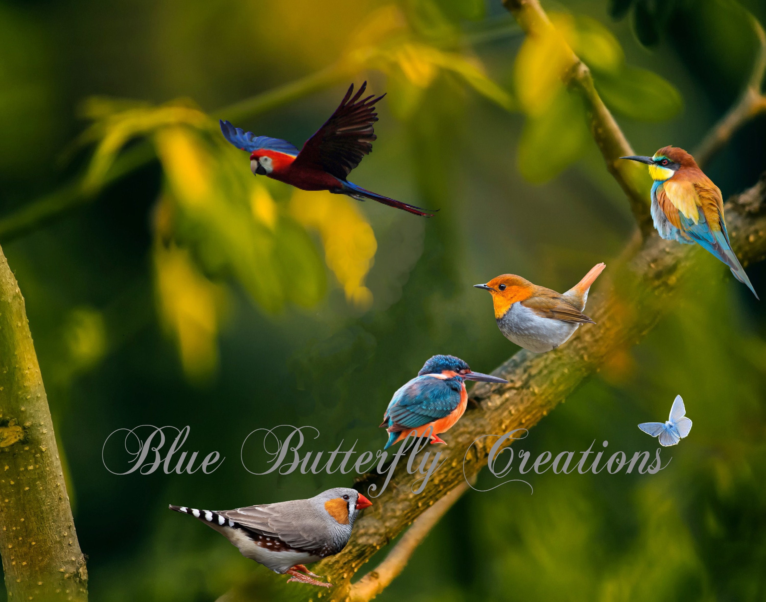 Bird Pattern Overlay Spring Bird Overlays, Tropical Bird Overlays, Assorted Bird Overlays ...