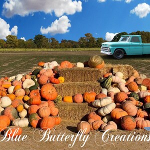Peut inclure: Un camion bleu est garé dans un champ avec un grand tas de citrouilles devant lui. Les citrouilles sont disposées en forme de pyramide sur des balles de foin. Le texte "Blue Butterfly Creations" est écrit au sol devant les citrouilles.