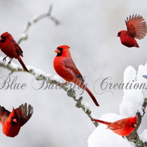 Superpositions d’oiseaux d’hiver, clipart cardinal rouge, clipart d’oiseau rouge, superpositions cardinales, clipart SnowBird, clipart de fabrication de cartes, clipart invitation