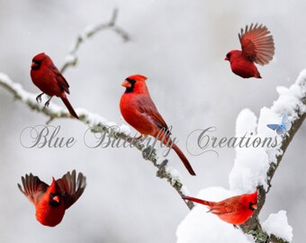 Winter bird Overlays, Red cardinal clipart, Red bird clipart, Cardinal overlays, SnowBird clipart, Card making clipart, Invitation clipart
