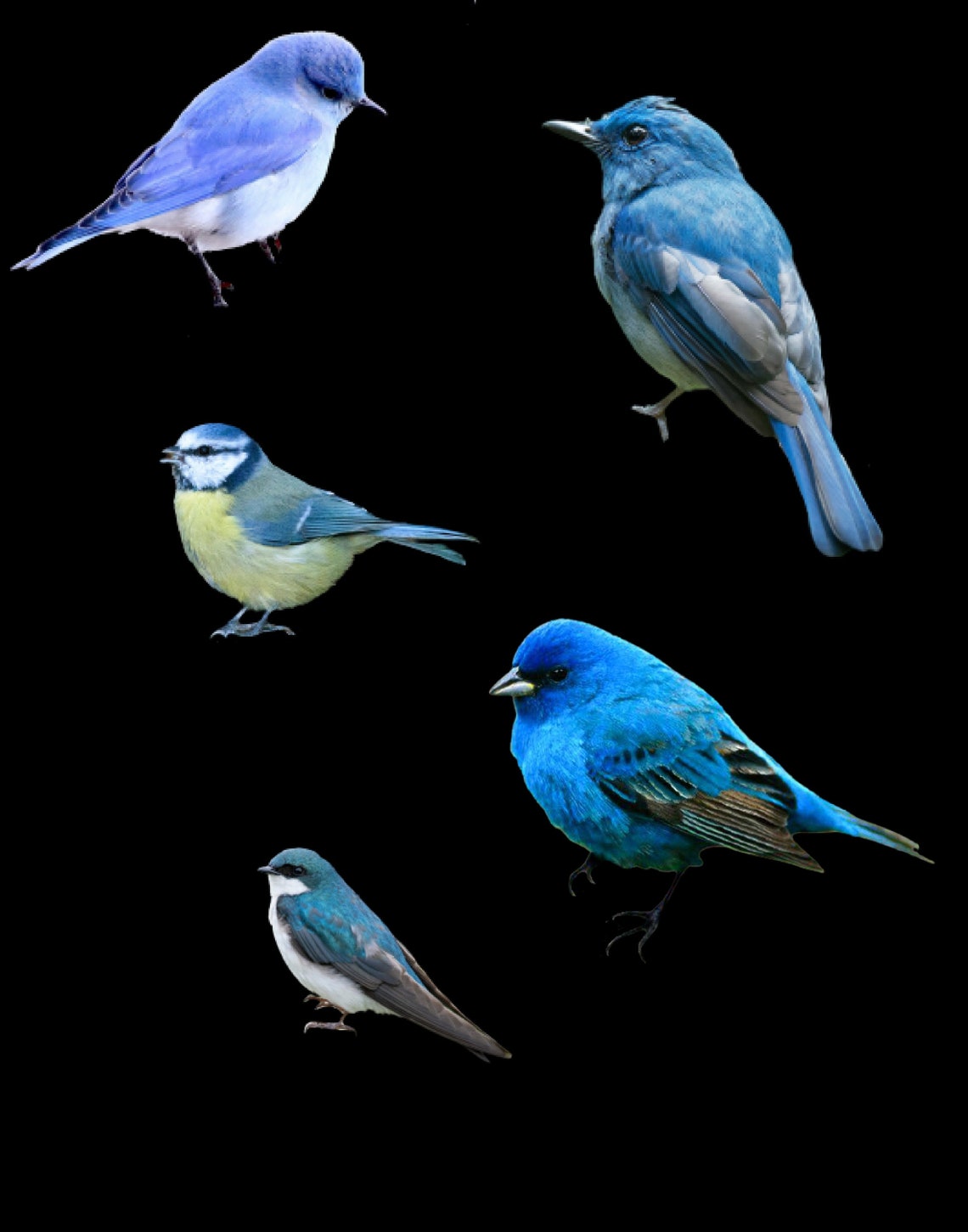 Bird Pattern Overlay Blue Bird Overlays, Winter Bird Clipart, Scrapbook Bird Clipart, Spring ...