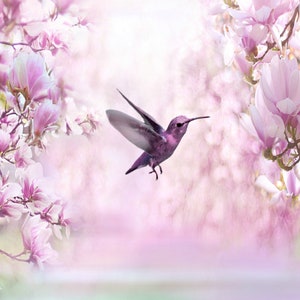 May include: A purple hummingbird in flight against a soft pink and white background of magnolia blossoms.
