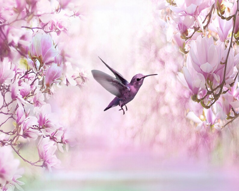 May include: A purple hummingbird in flight against a soft pink and white background of magnolia blossoms.
