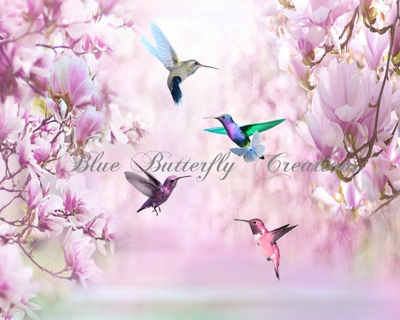 Hummingbird PNG Overlays, Photoshop Overlays, Digital photo Overlays, PNG Hummingbirds, Hummingbird clip art, Graphics, Bird PNG download